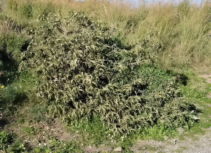 Thymelaea hirsuta (L.)Endl. / Spazzaforno